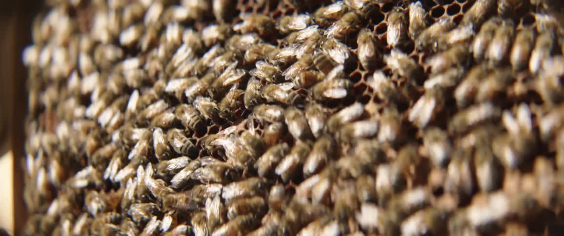 Bees are on a honey comb