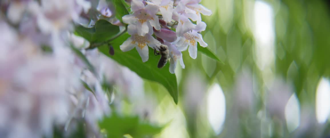 A bee moves in deeper to the center of a small light purple flower on an outdoor plant