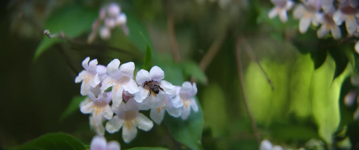 A bee sitting on a flower outside in the sunlight