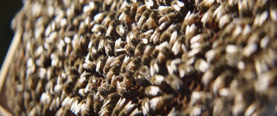 A hive of bees swarming over the honey comb on a wooden frame