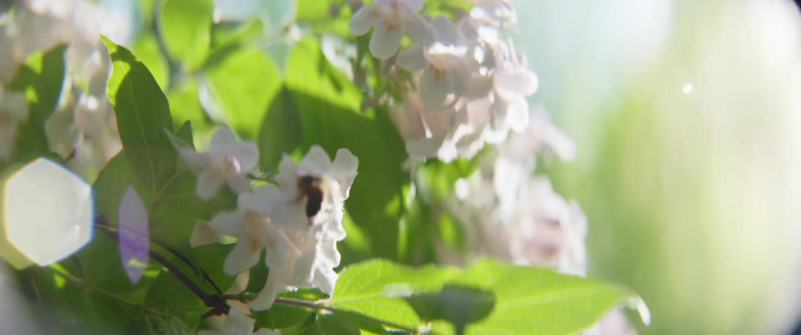 Bee flying around on flowers and pollinating