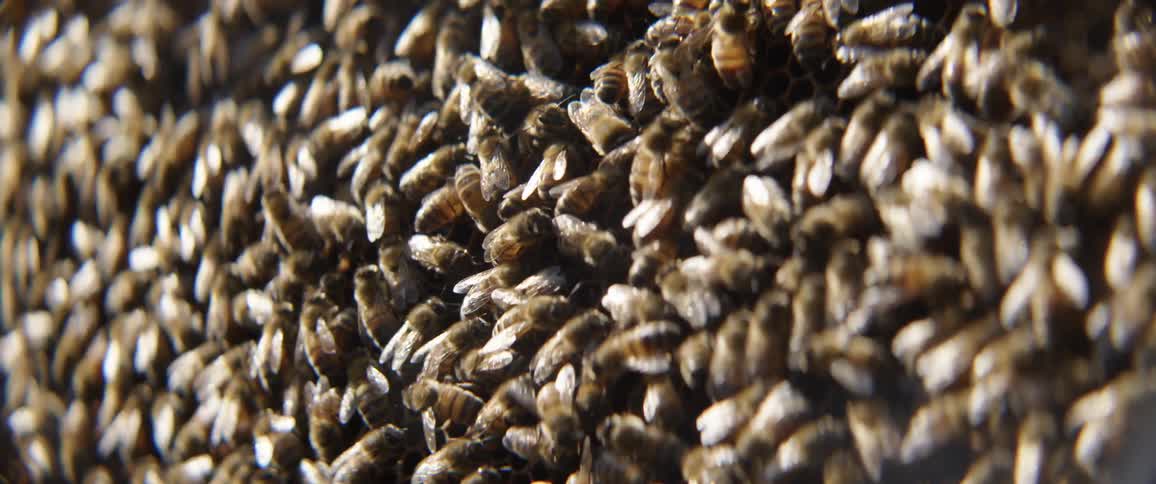 Swarm of honey bees in on an outdoor beekeepers hive