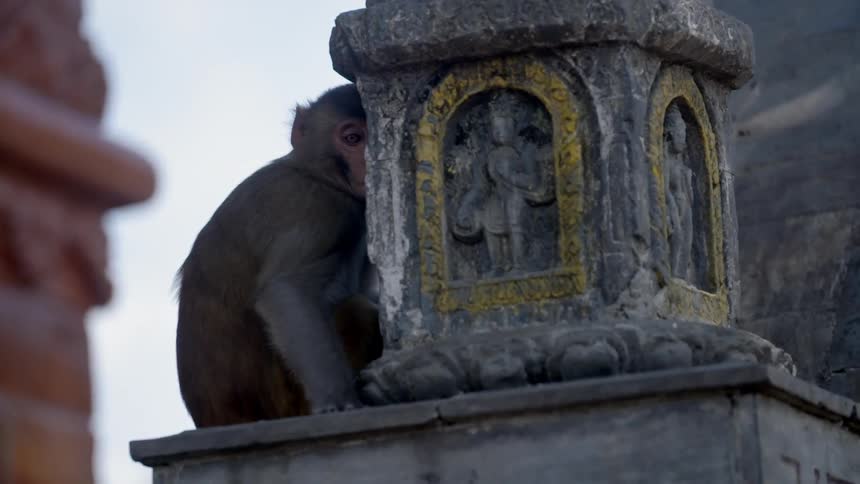 A monkey sits next to a cement carving