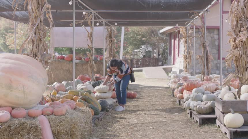 A woman picking up a white pumpkin at an outdoor pumpkin patch on an autumn day