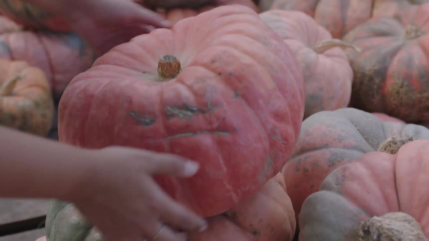 A woman is moving pumpkins outdoors