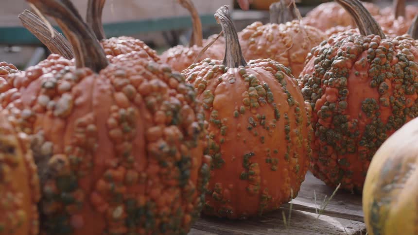 A person sets a spotted pumpkin on a pallet full of other pumpkins at a produce stand