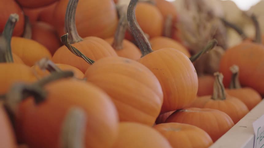 Pumpkins on the counter in the street market
