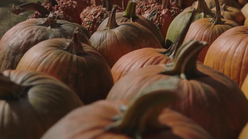 Pumpkins are displayed in a pumpkin patch