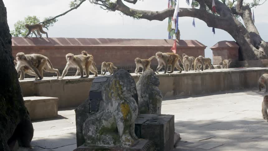 Monkeys walk on a ledge in slow motion