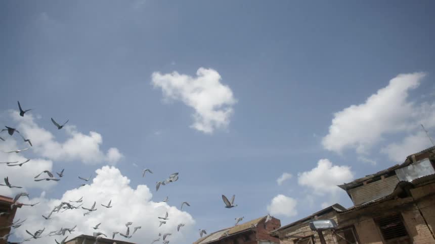 Flock of birds flying through a city