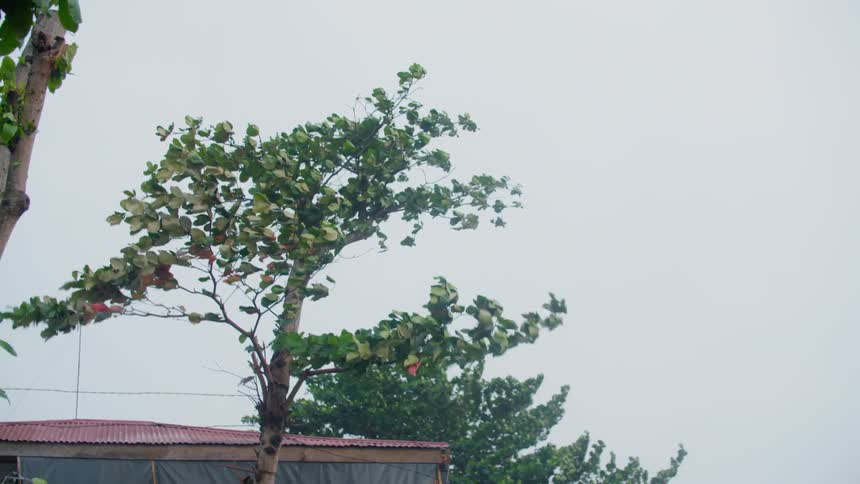 Wind blows tree leaves on a cloudy day