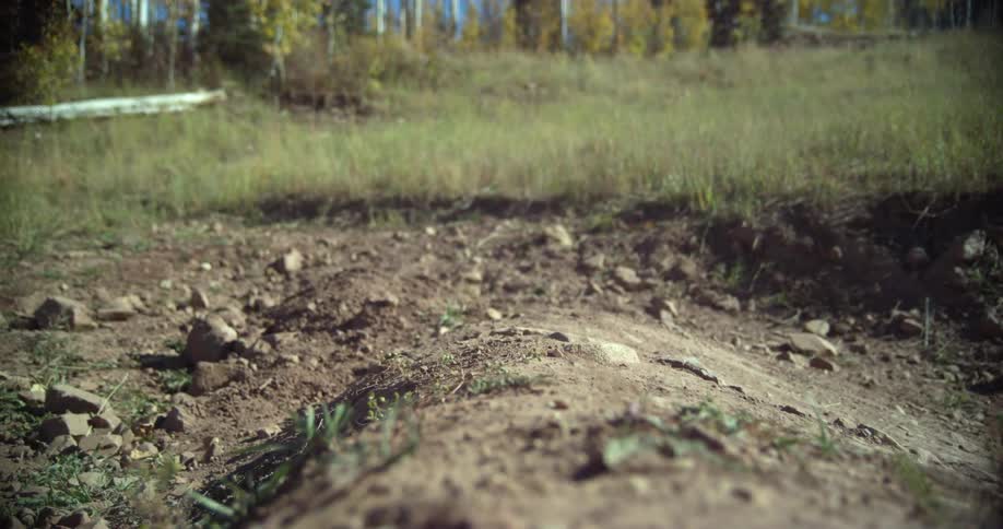 Bicyclists jumps slight hump in trail bordered by field and forest