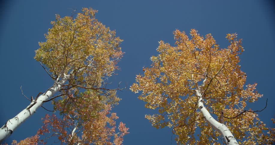 A pair of trees with yellowing foliage under a clear blue sky