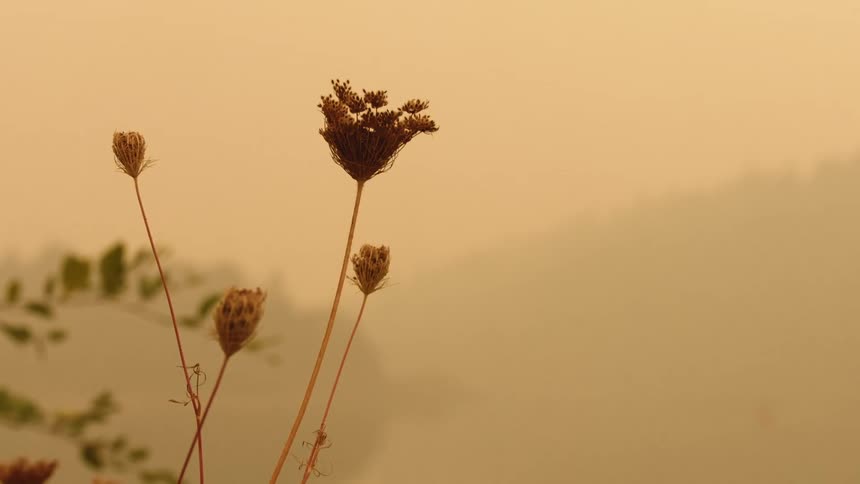 Dried up flowers in the ground