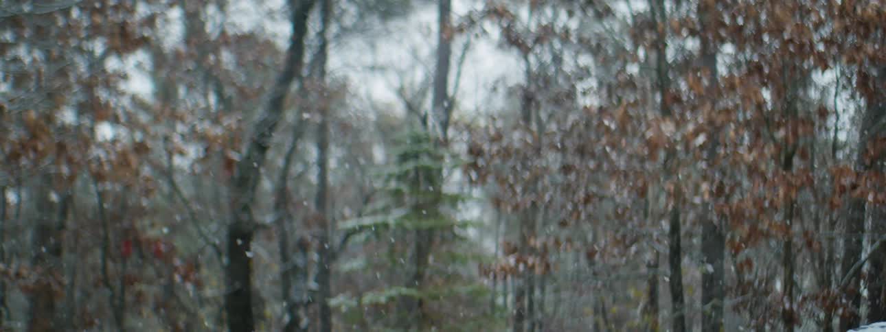 Snow falling over the trees on a forest at day time