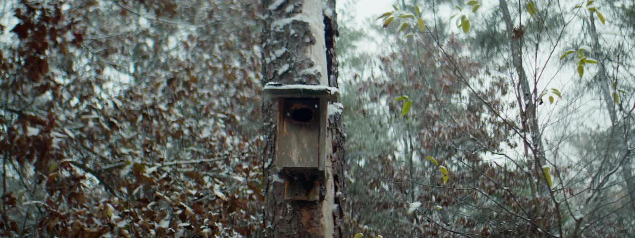 Snow falling around a birdhouse on a tree