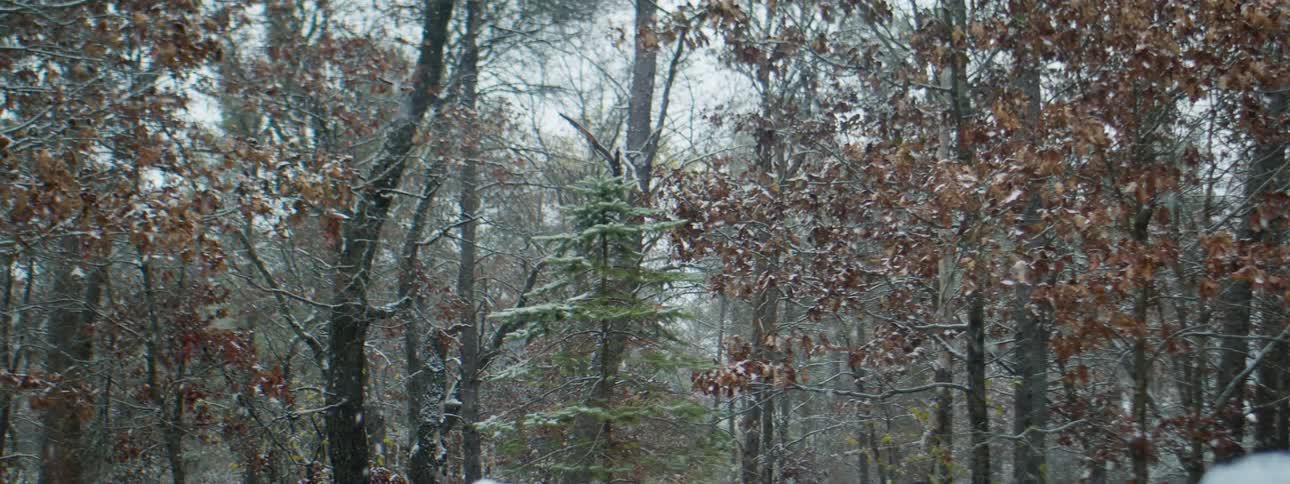 Its snowing in a forest area