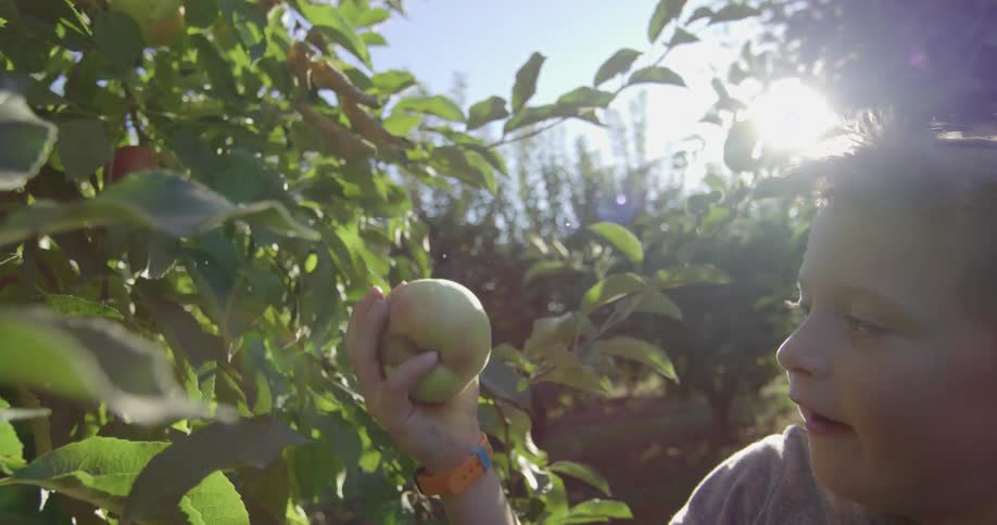 A boy picking an apple from a tree with the sky and clouds in the background
