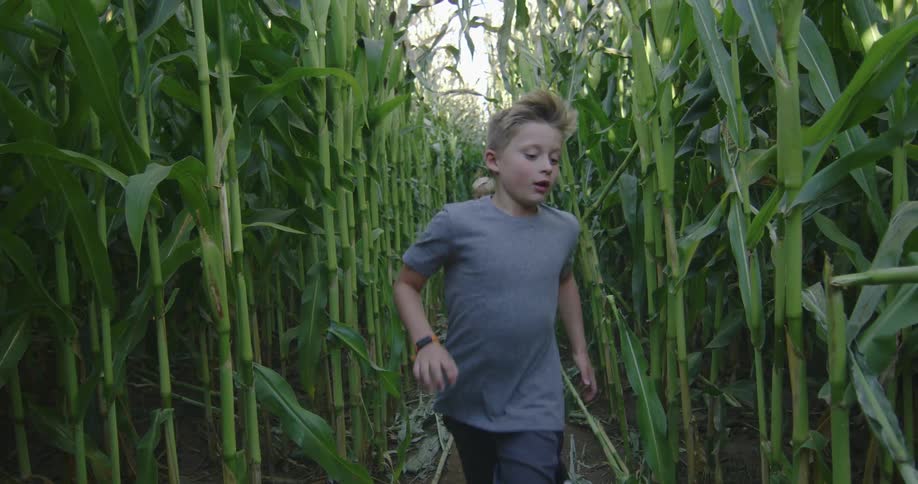 Two young boys running inside a corn field at daytime