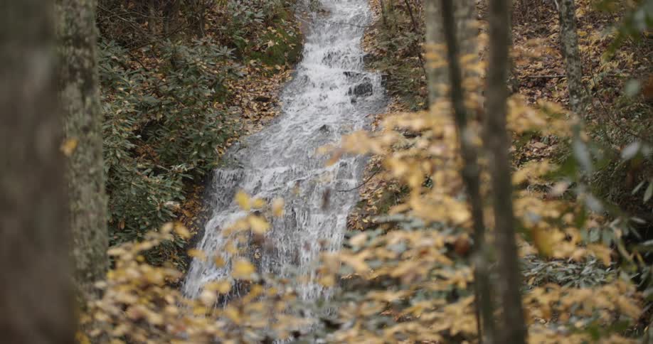 A fast moving stream in a forest