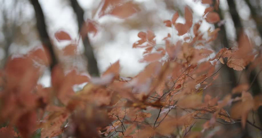 A forest with burnt orange leaves in close up