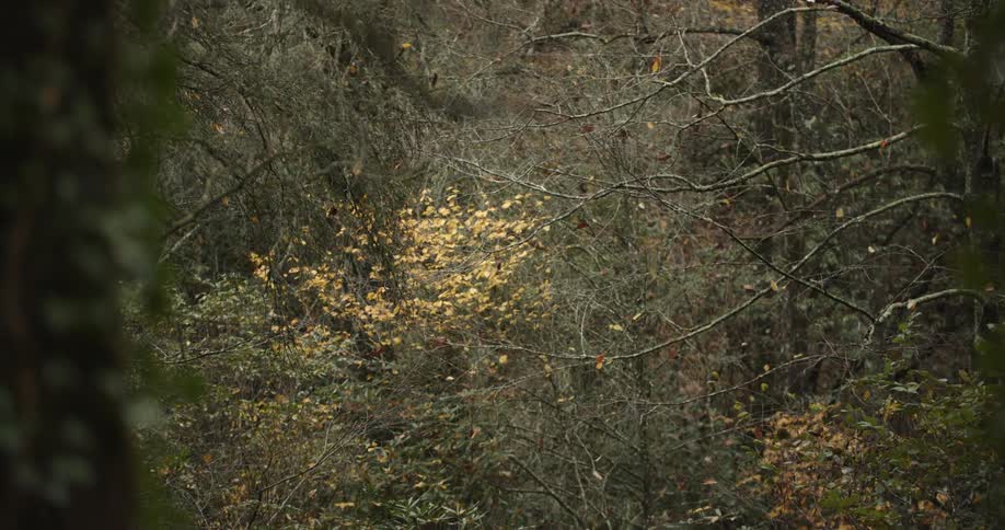A shot of leaves falling from trees