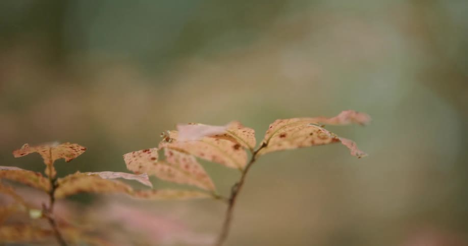 Yellow spotted leaves on the branch of a plant at day