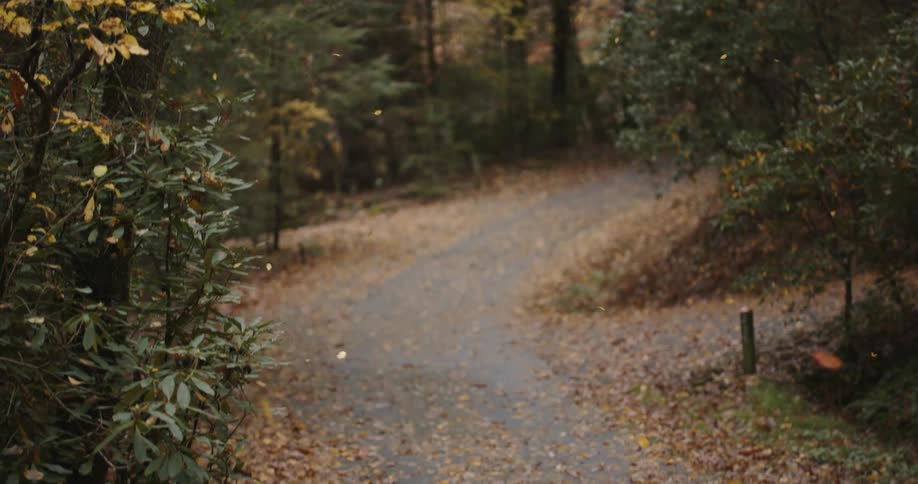 Leaves gently drift down to the ground and onto a forest trail