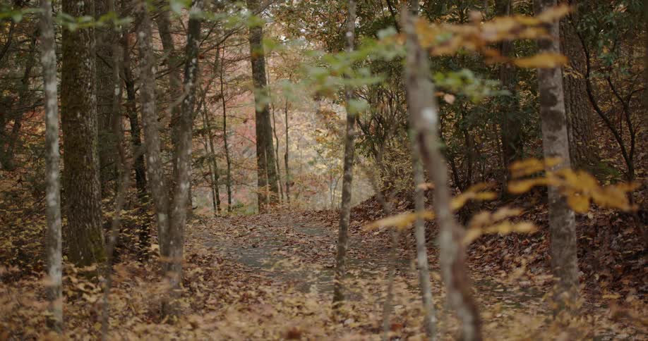 A forest with trees with leaves that are changing colors due to the fall season