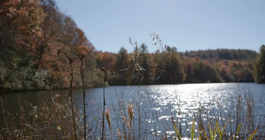 Reeds sway on the shore of a lake surrounded by forest under a clear daytime sky