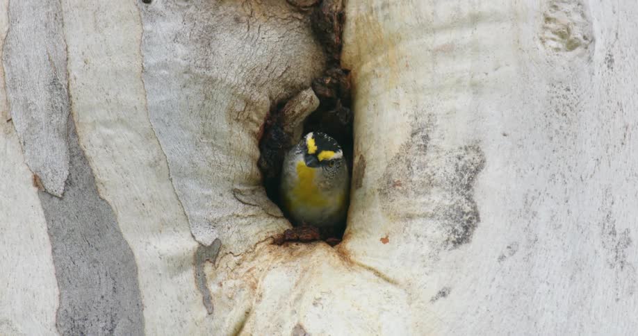 Striated pardalote pickwick or wittachew coming out of the nest located in a hole on a tree