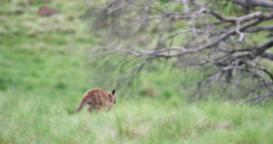 A wallaby hopping through a field in the wilderness of australia