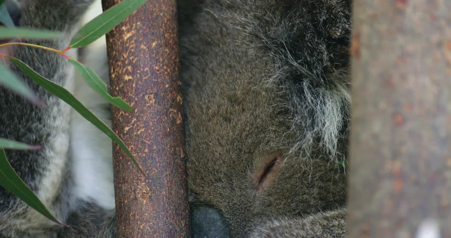 A koala rests its head against a tree trunk while sleeping