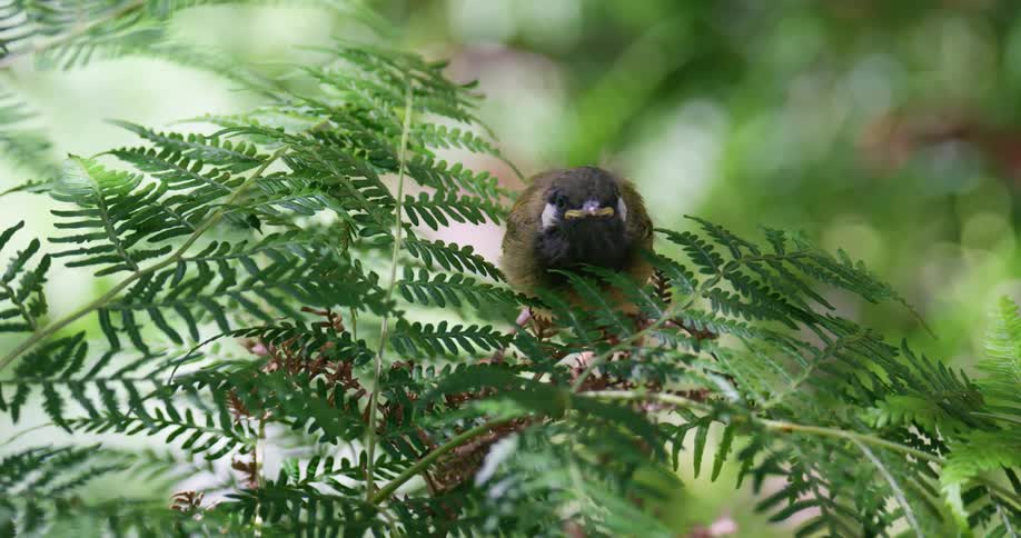 A baby bird is sitting on a fern and then flying away