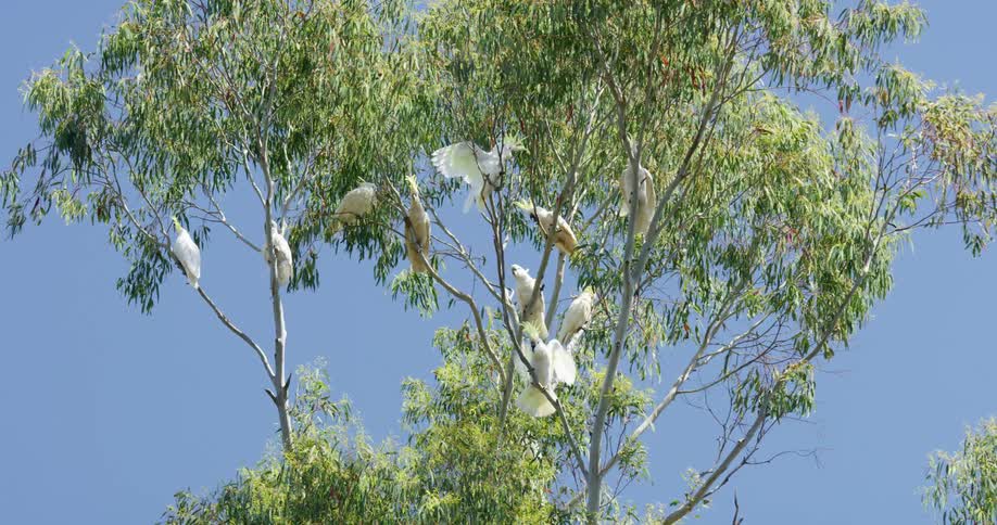 Birds are in a tree during the day