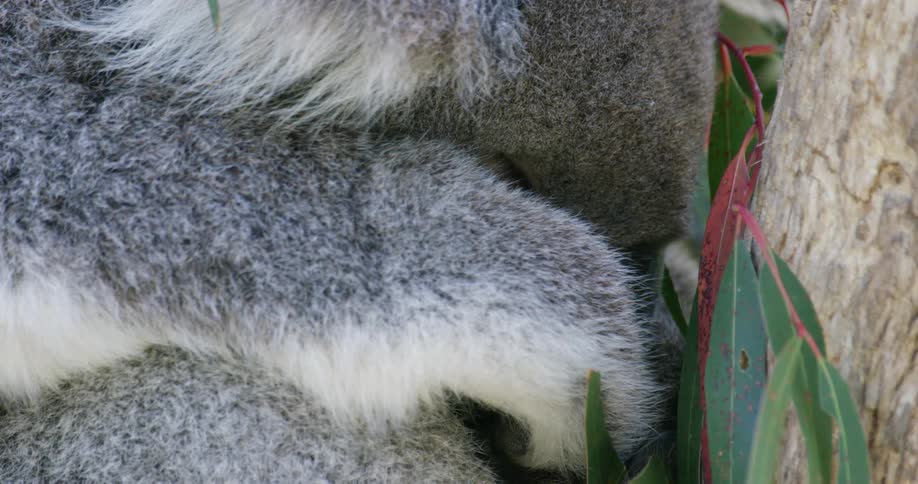 A koala bear in a tree