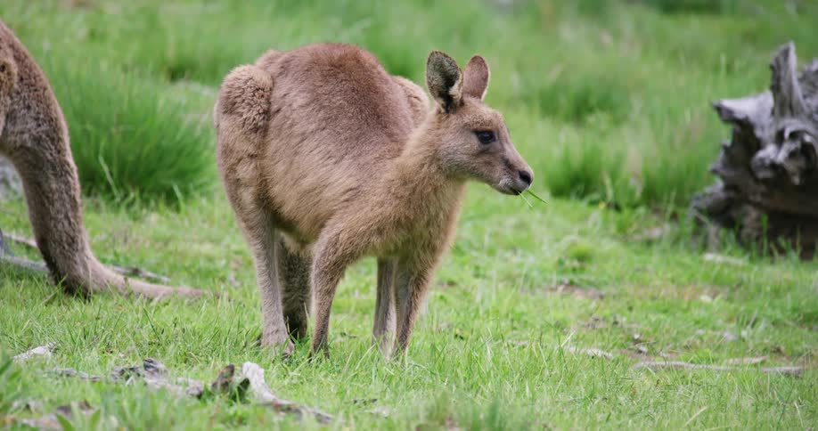 A kangaroo eating grass