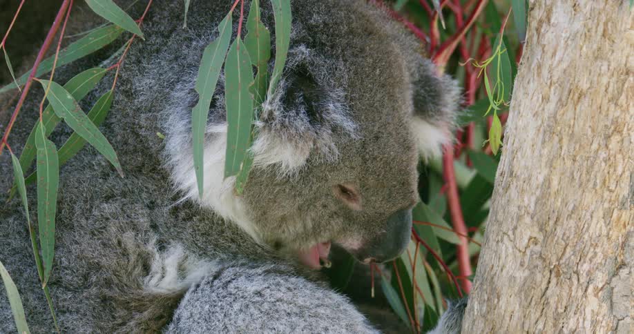 A koala is sitting in a tree in spring