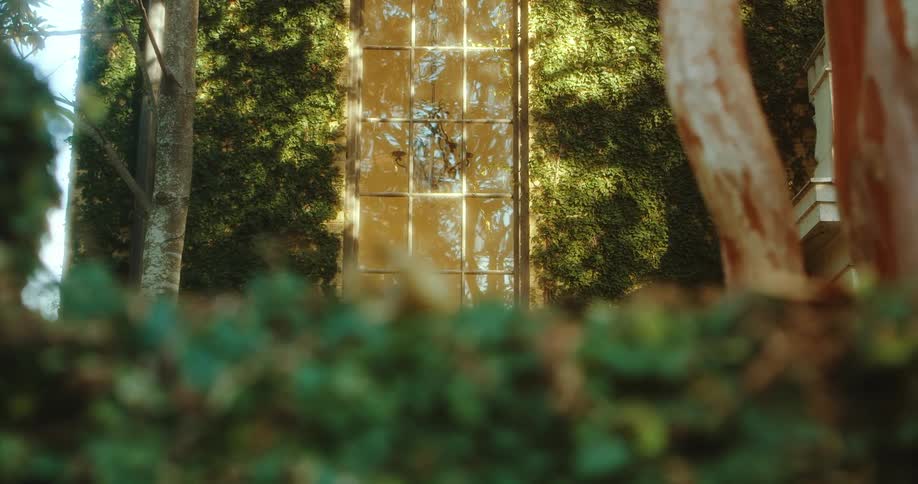 Window bordered by vine covered walls reflects trees and sky