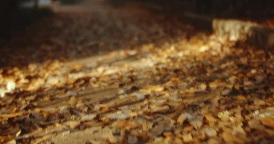 Autumn leaves on a concrete path down a park at daytime