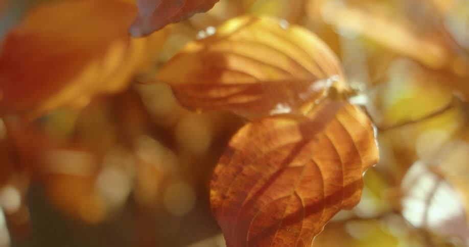 Orange leaves on a tree softly in the wind