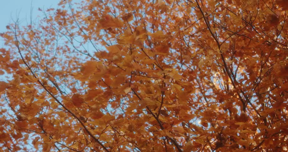 Tree with orange leaves and autumn colors on a clear day