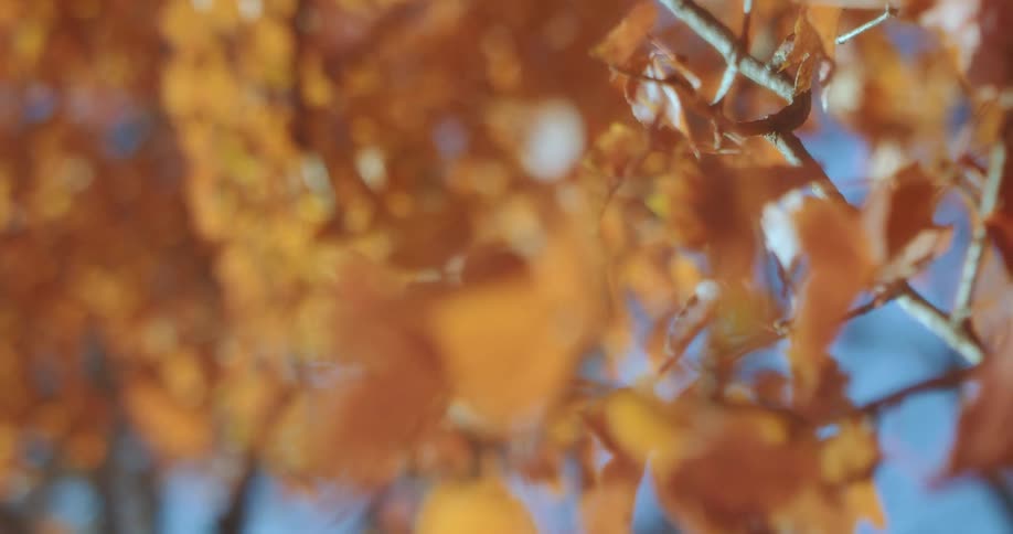 Fall leaves on a tree