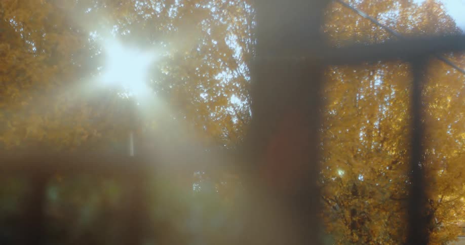 Sunlight shines through the yellowing foliage of a row of trees onto the railing of a porch on a sunny day