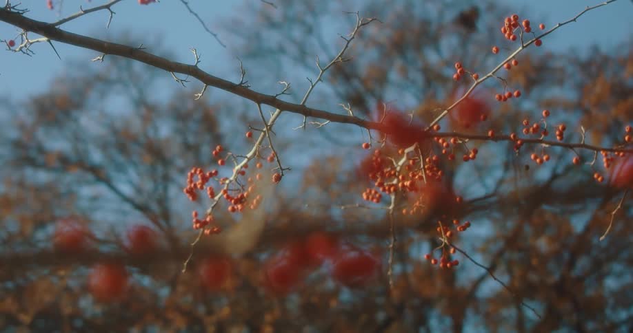 Trees in a forest are displayed