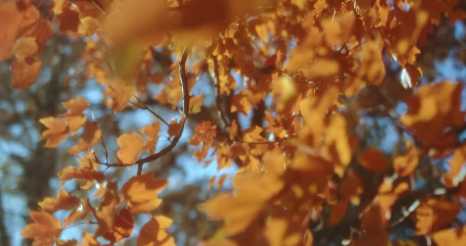 Fall colored leaves on tree branches