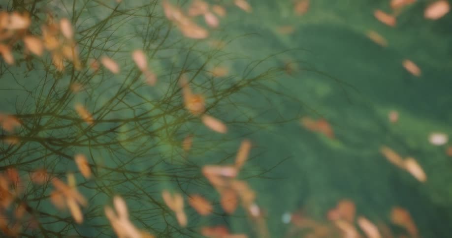 A tree that is missing its leaves can be seen reflected in the surface of clear water