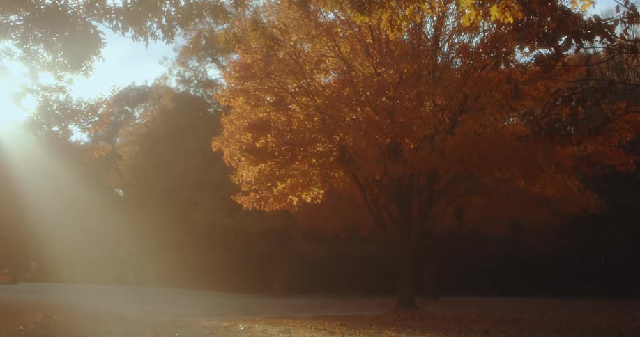 A wide shot of a tree in fall at a park