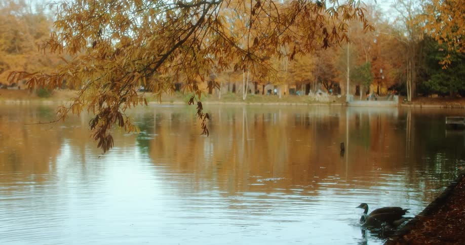 A duck hops into a lake at a park and swims off