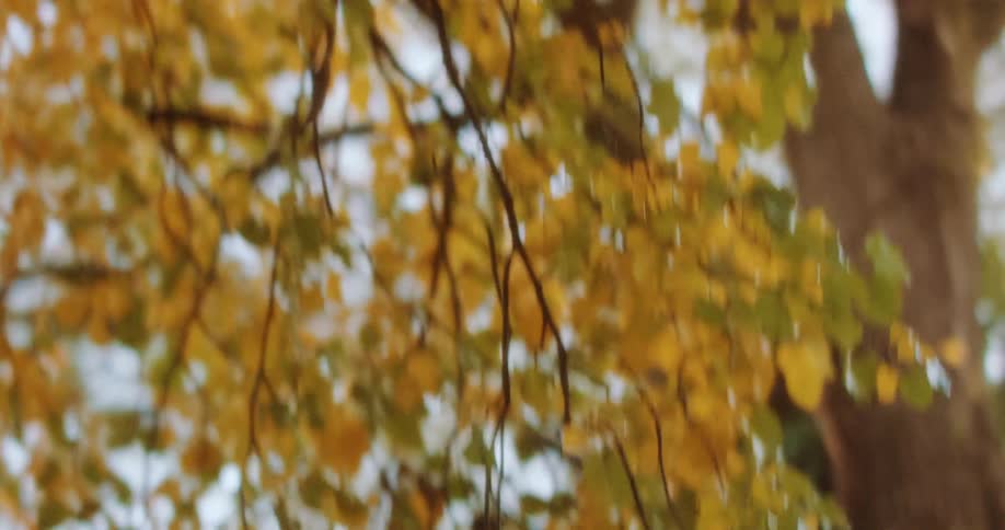Tree with fall colored leaves on the branches
